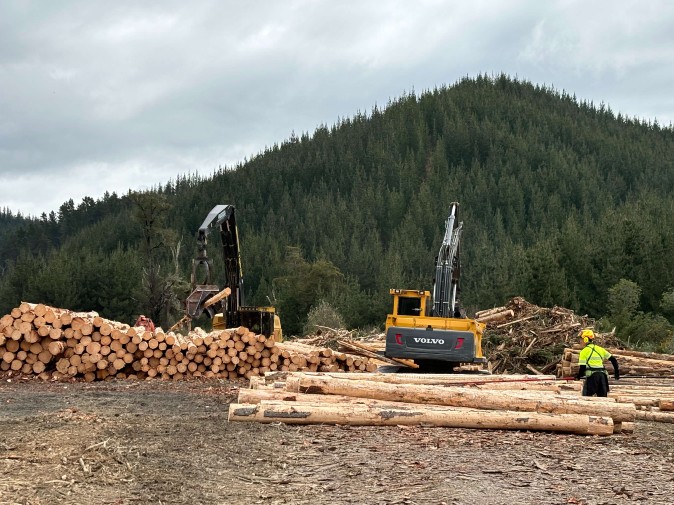 Intesafety onsite observing safe work operations in the Forestry scector